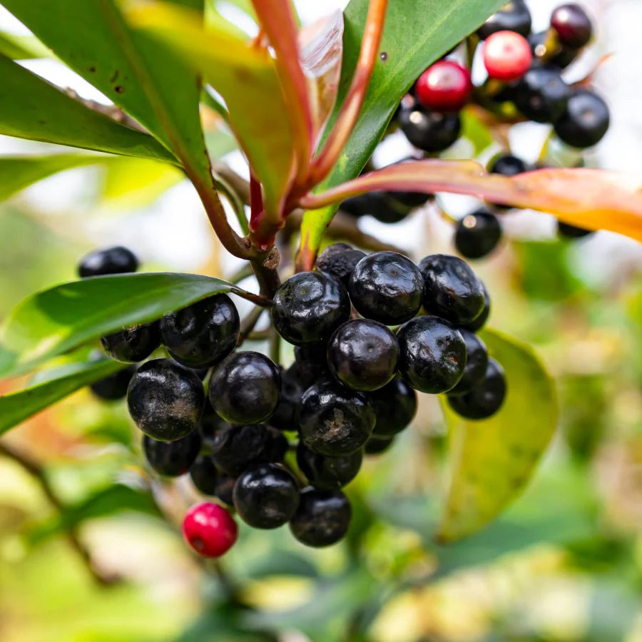 Maqui Powder - Power Super Foods | MLC Space